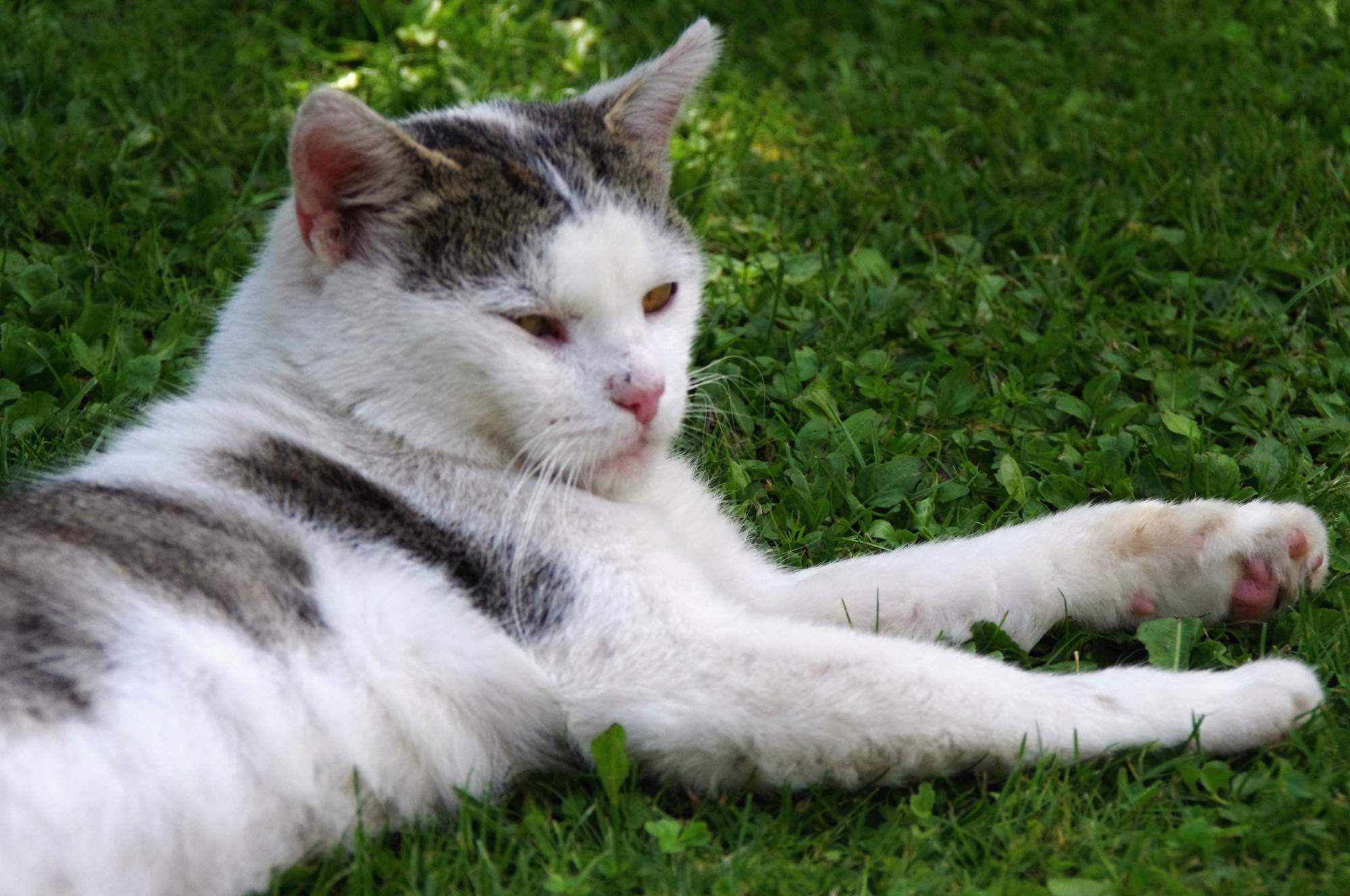 Výtoky z pohlavných orgánov a homeopatiká