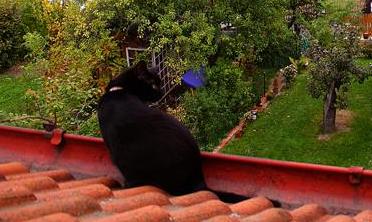 Značí si teritórium?