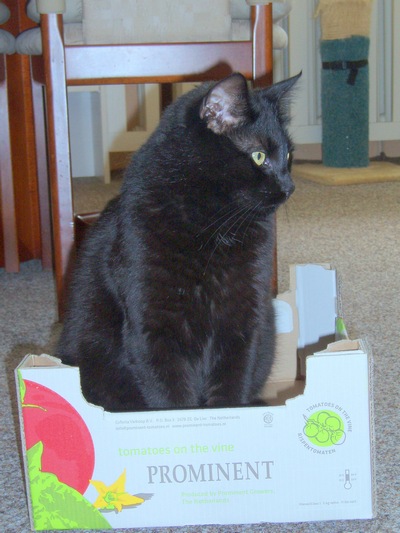 Podivné správanie kocúra