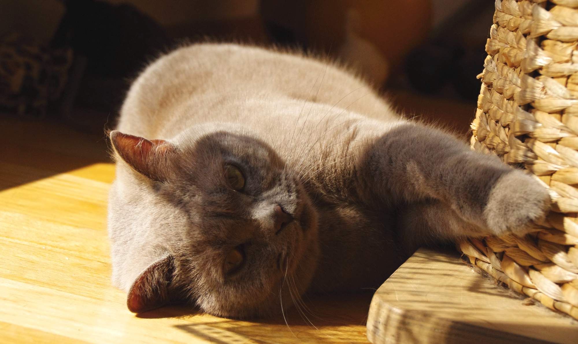 Aké hračky mačky baví?