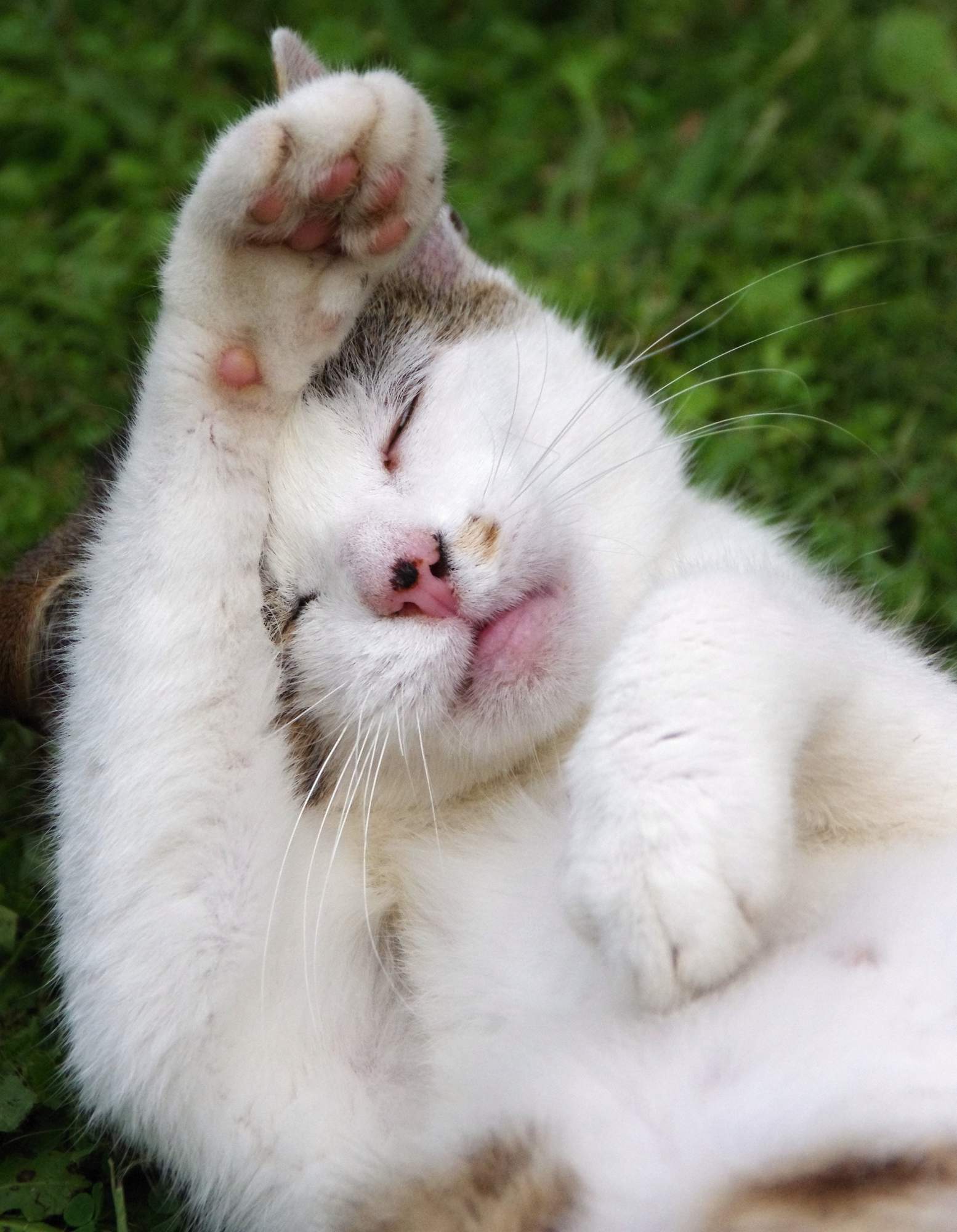 Mal by byť mačacie noštek vždy mokrý?