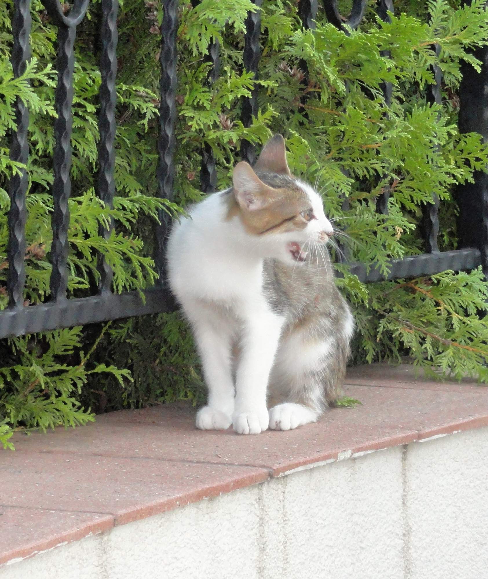 Svetový deň besnoty