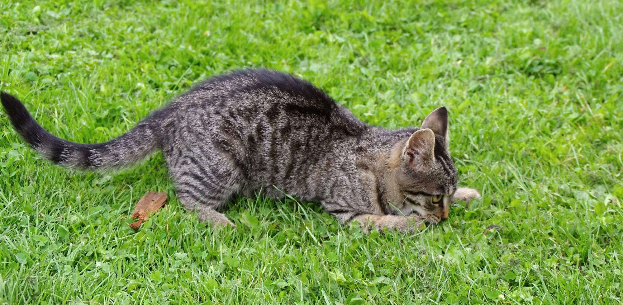 Domáce homeopatická lekárnička