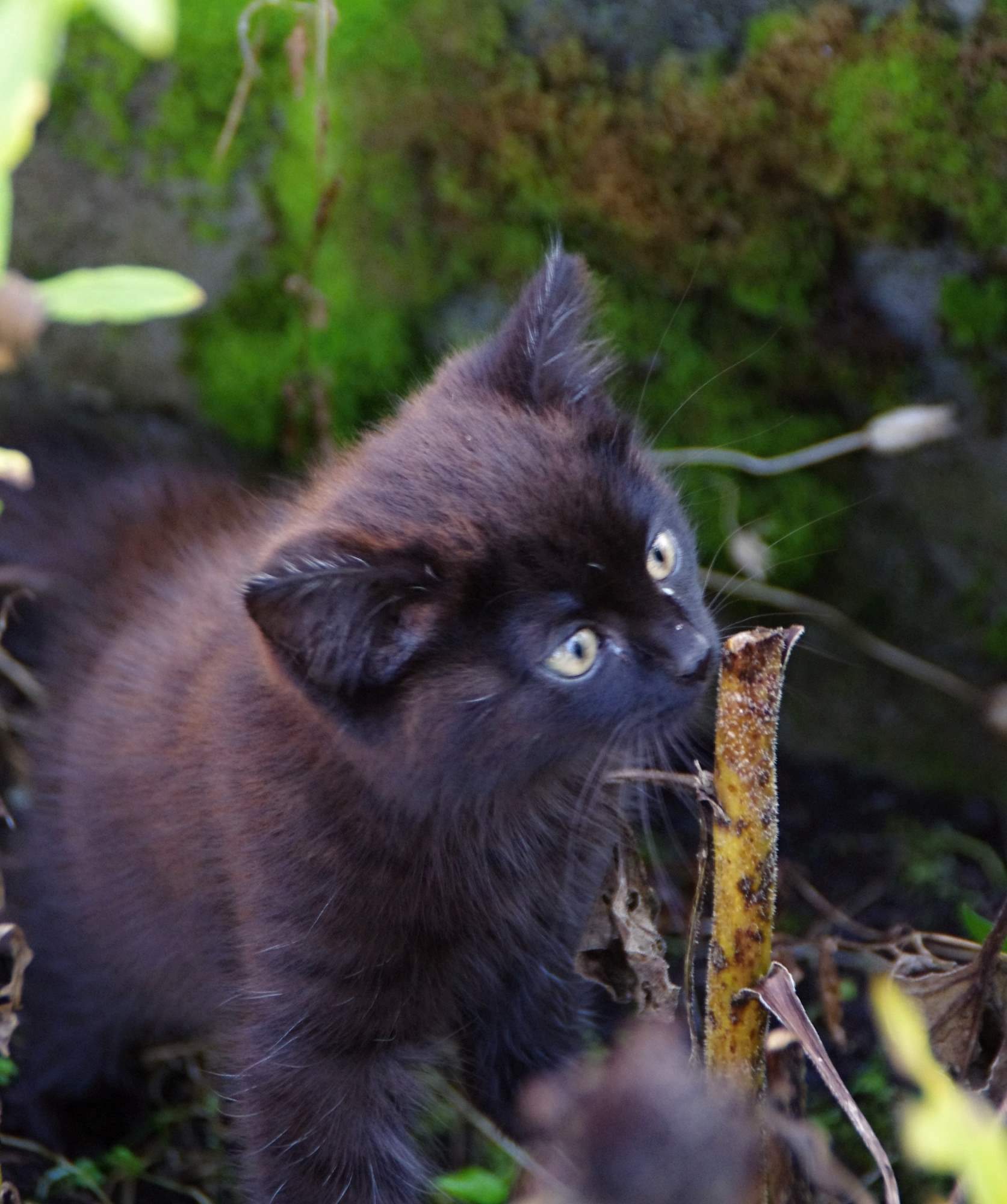 Požičali by ste si na zákrok u veterinára?