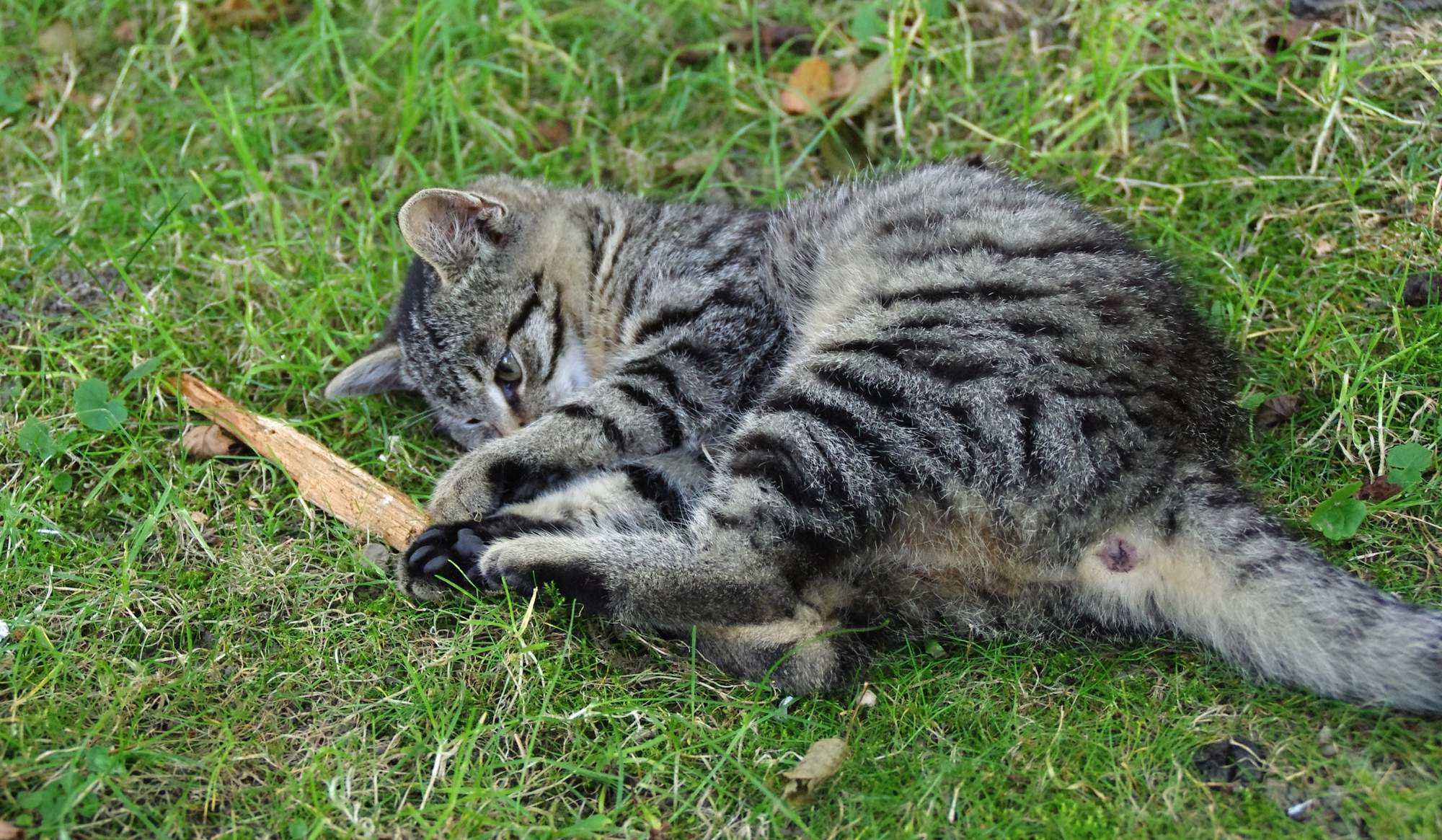 Nepriechodnosť močovej trubice