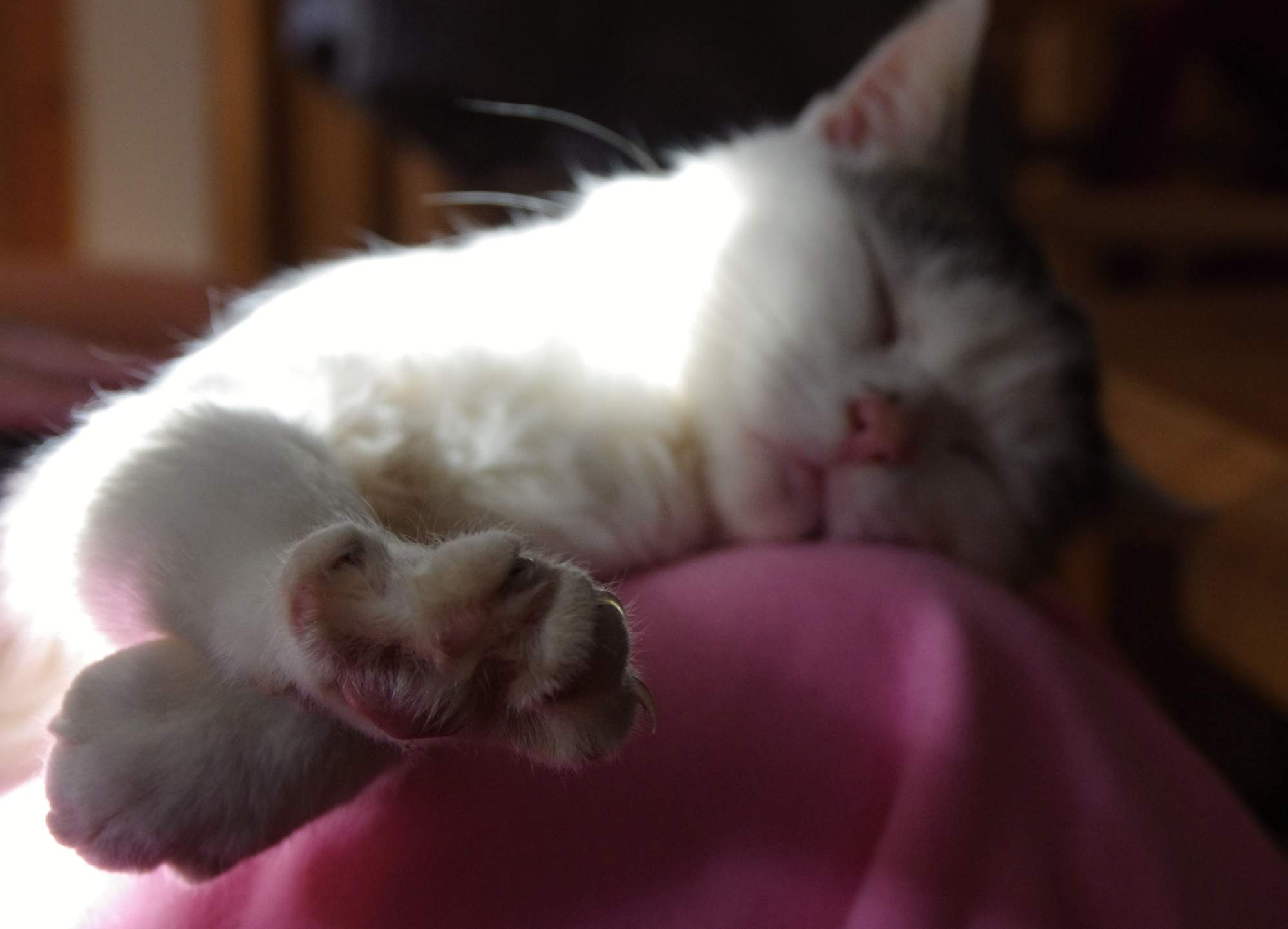 Špecializovaná ordinácie pre mačky