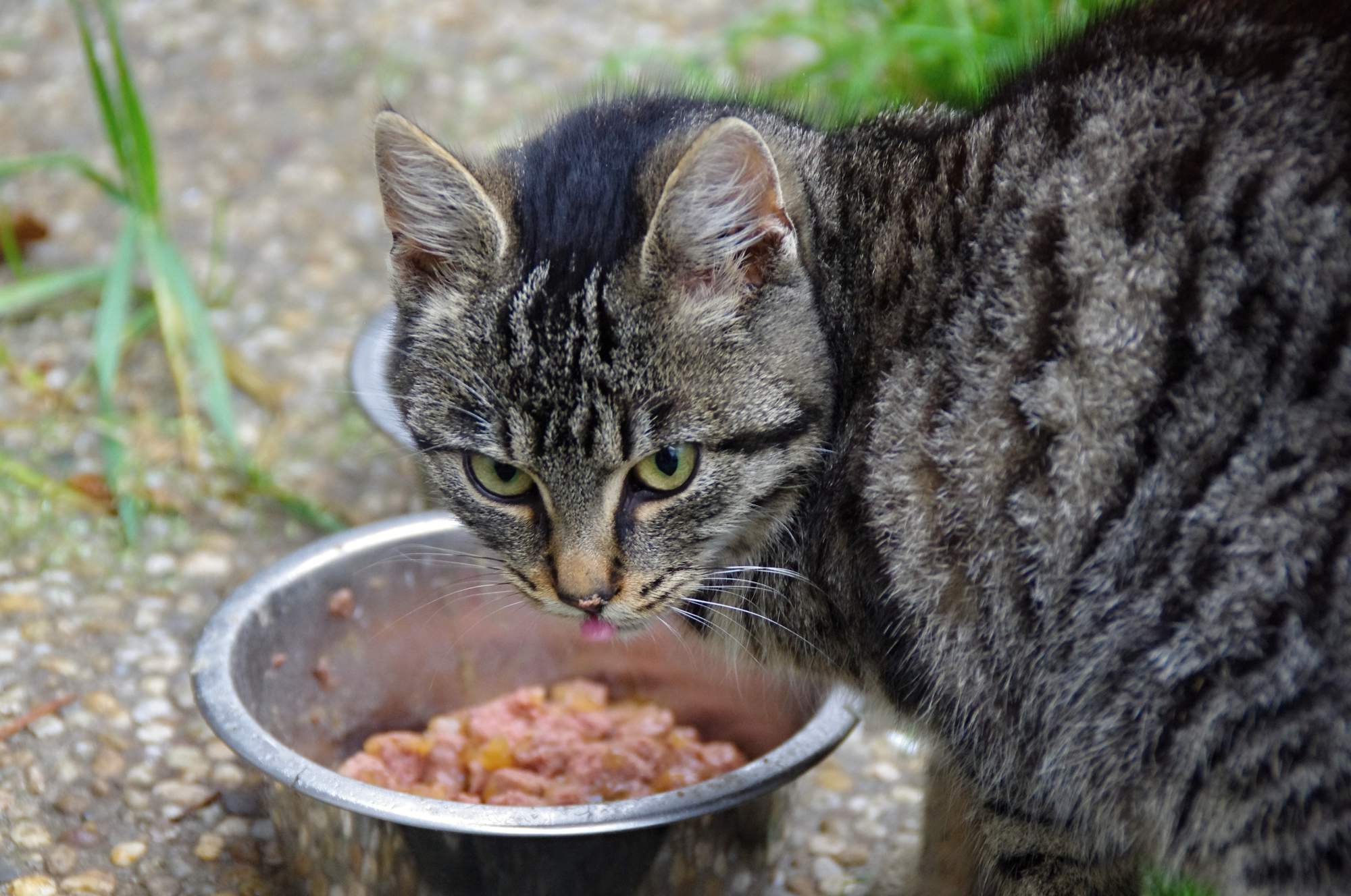 Charitatívne vianočné zbierka