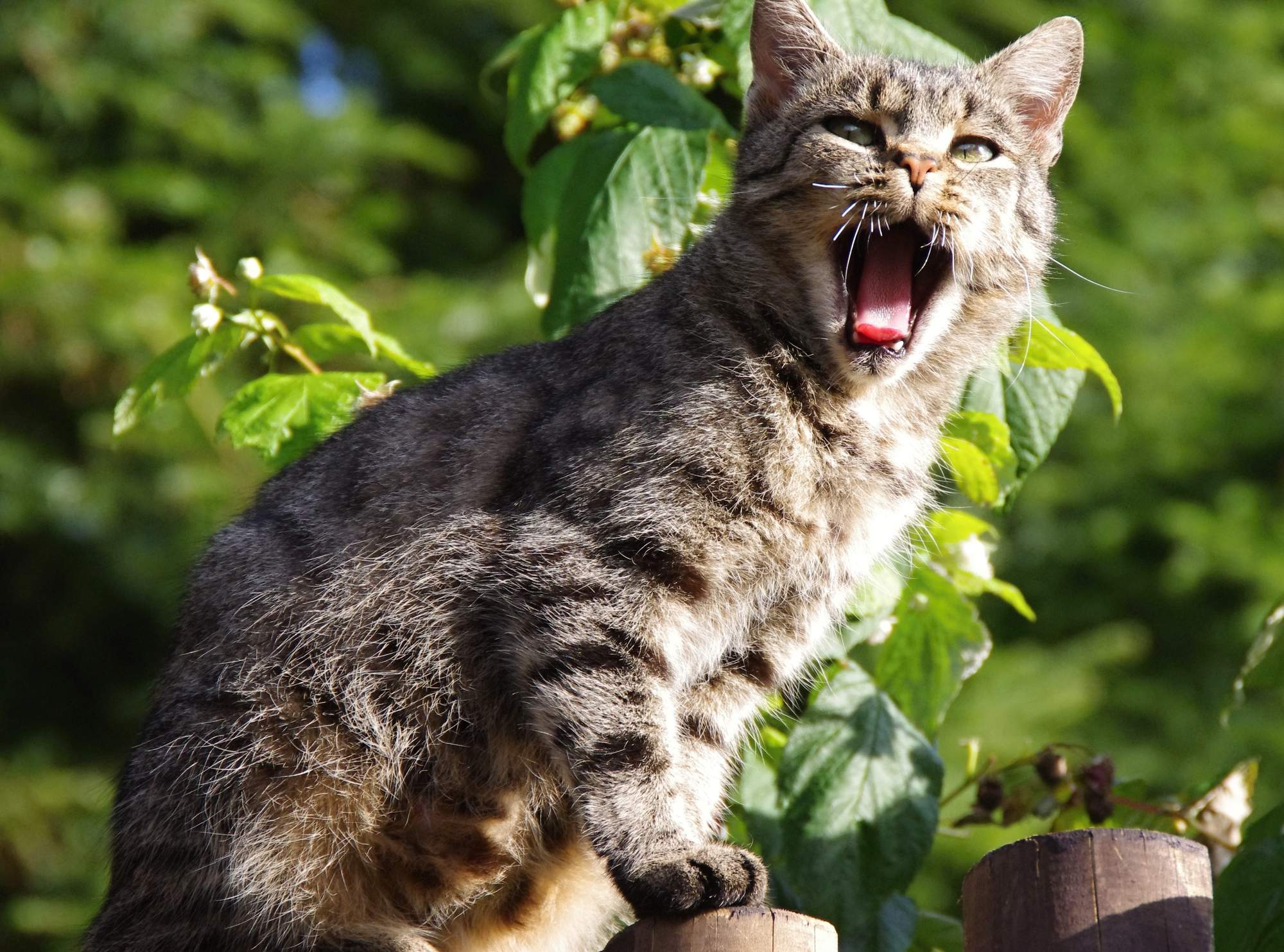 Šanca pre stratené psy i mačky