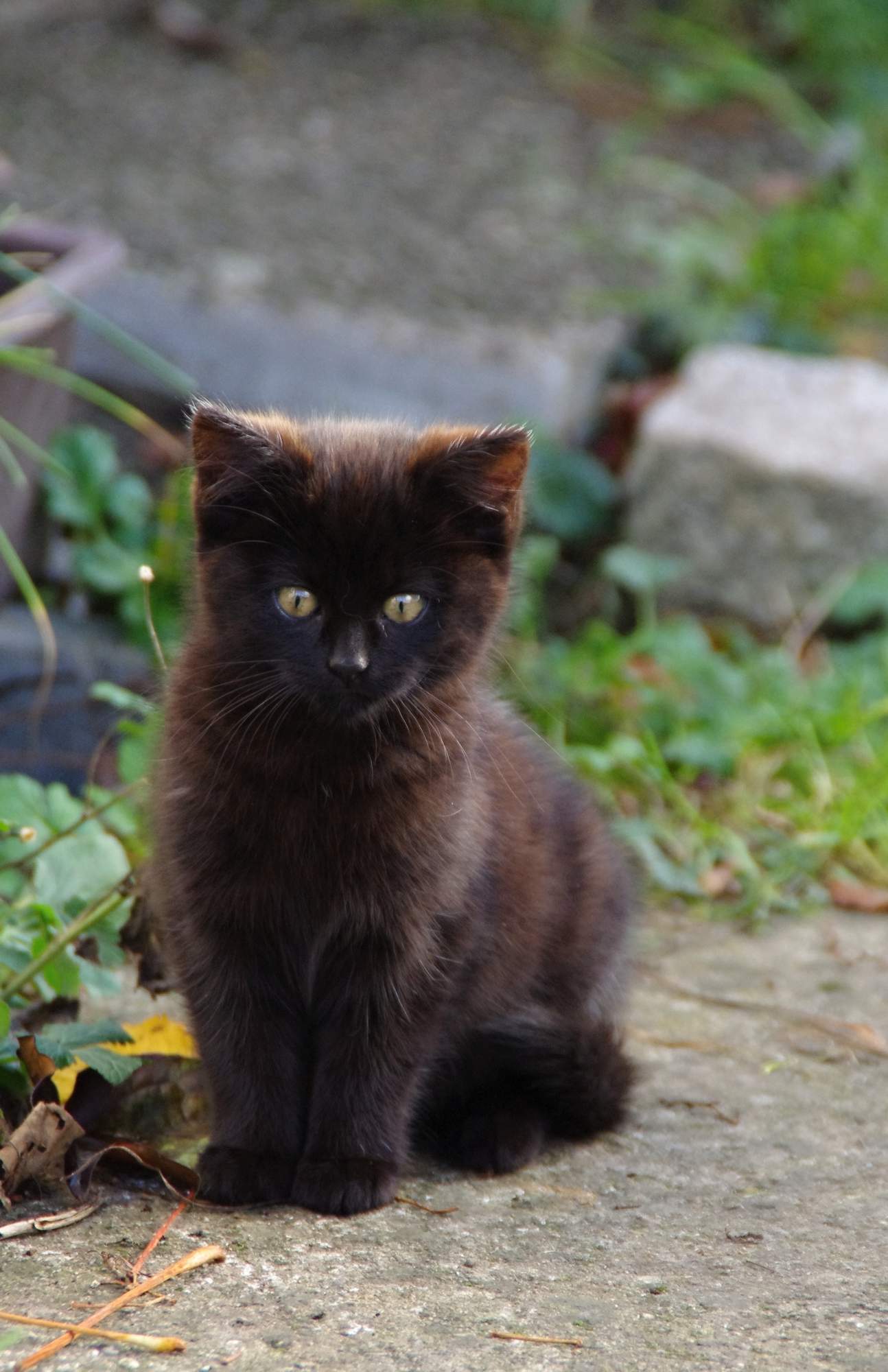 Strom splnených mačacích želania 2014