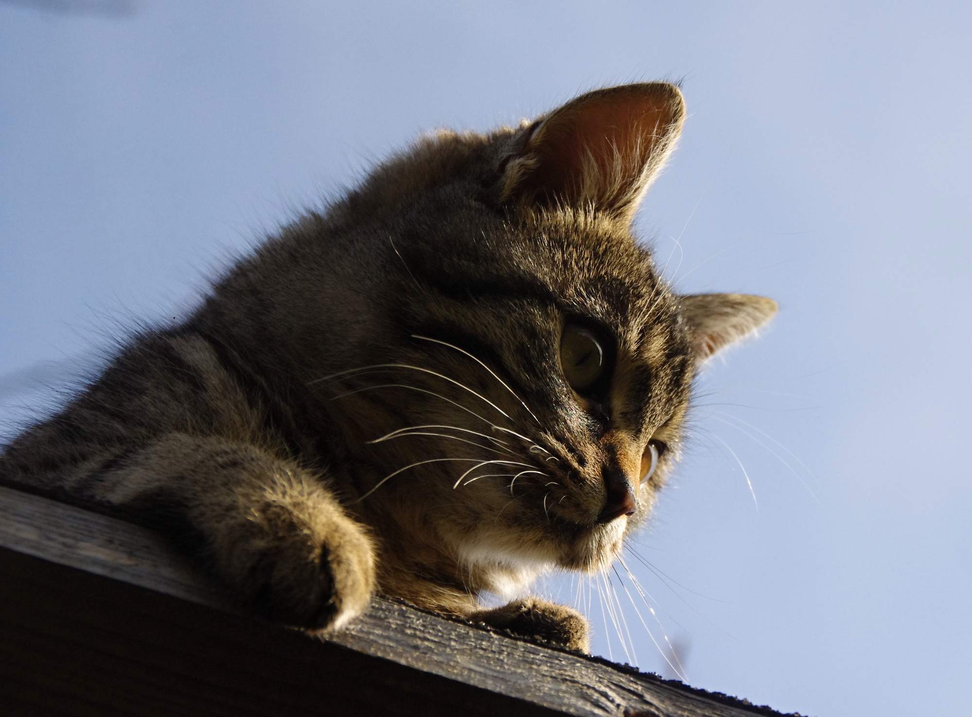 Pomoc pri liečbe prietrže