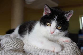 Predstavenie útulku - Mačky SOS Hodonín