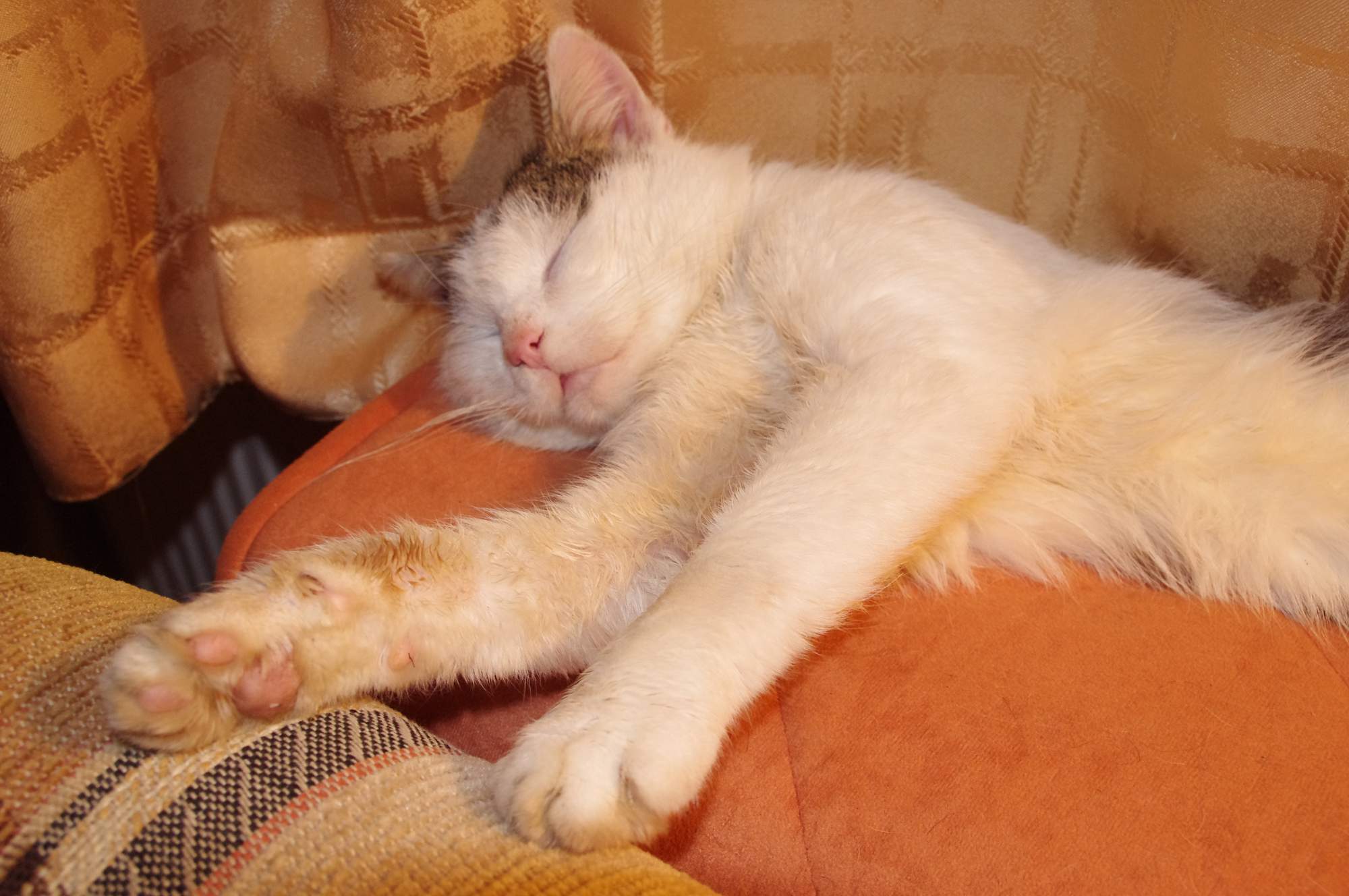 Päť dôvodov, prečo sa mačky hodí do bytu viac ako psy