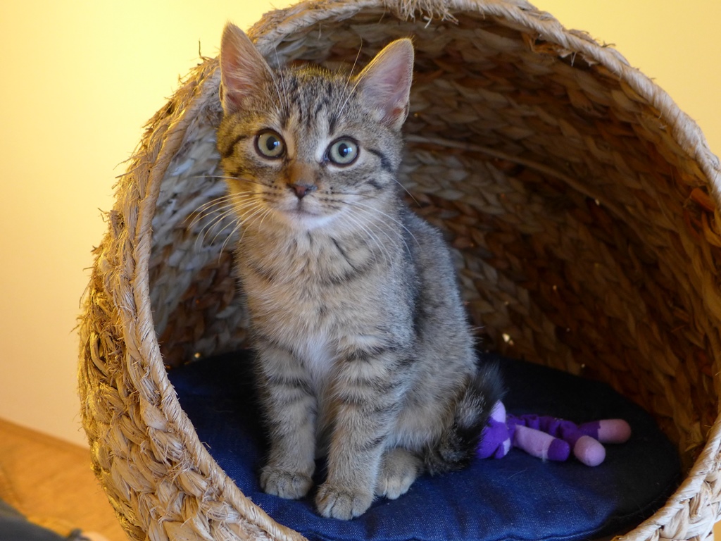 Dva milióny pre opustené mačky v útulkoch