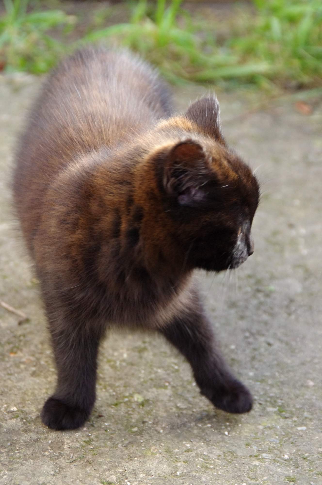 Valentínska výstava opustených mačiek 31. januára