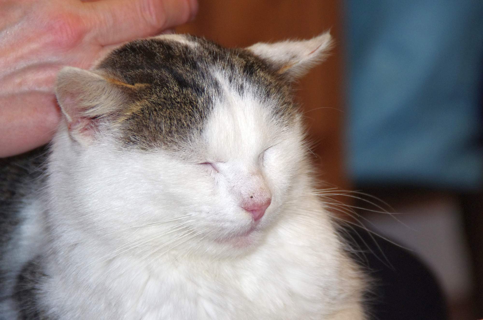 Diabetes mellitus & # 8211; cukrovka