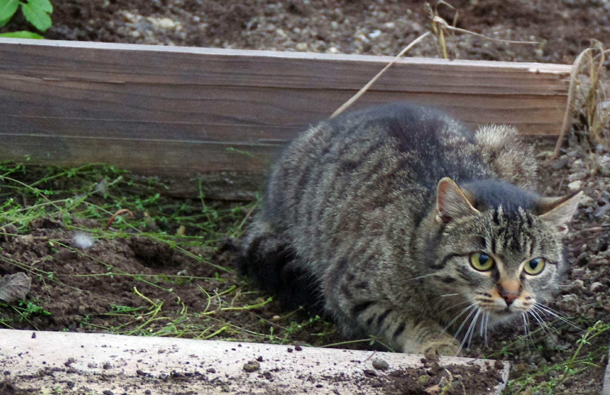 Priamo za ňufákom - 1. charitatívnu pochod na pomoc útulkom