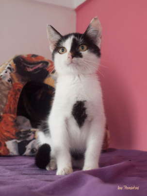 Predstavenie útulku & # 8211; Mačacie domov Slniečko