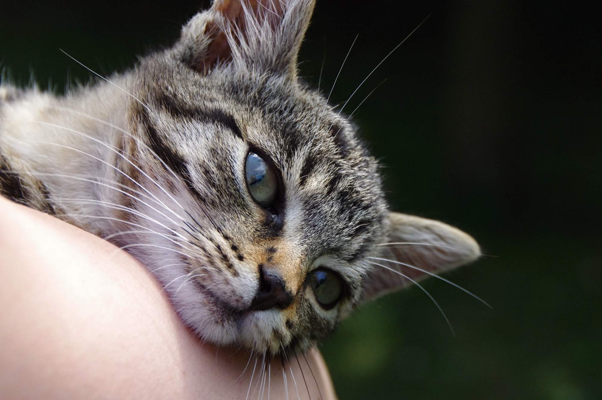 Jarné umiestňovacej výstava mačiek