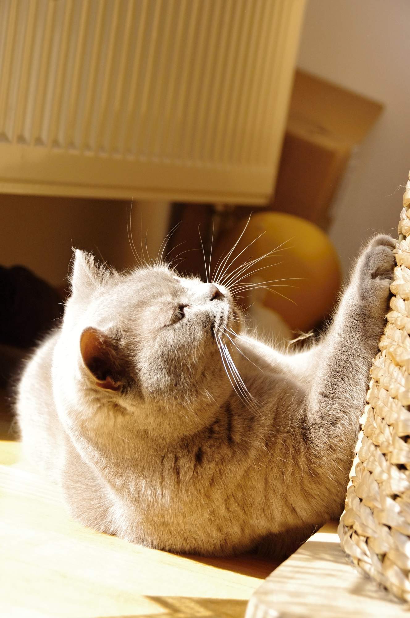 Pozvánka na veľtrh FOR PETS