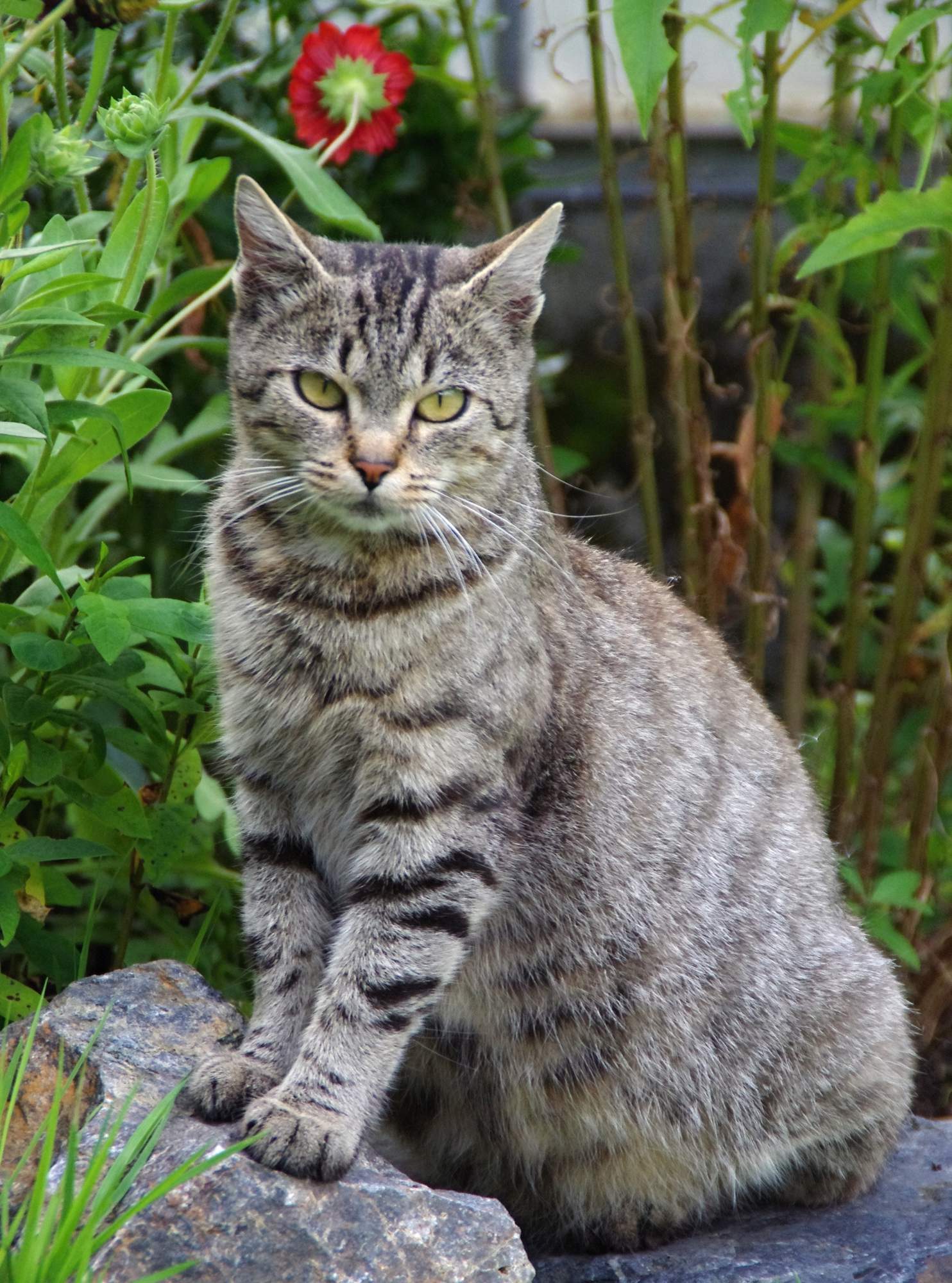 výber antiparazitík