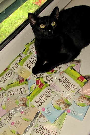 Milión korún pre opustené mačky