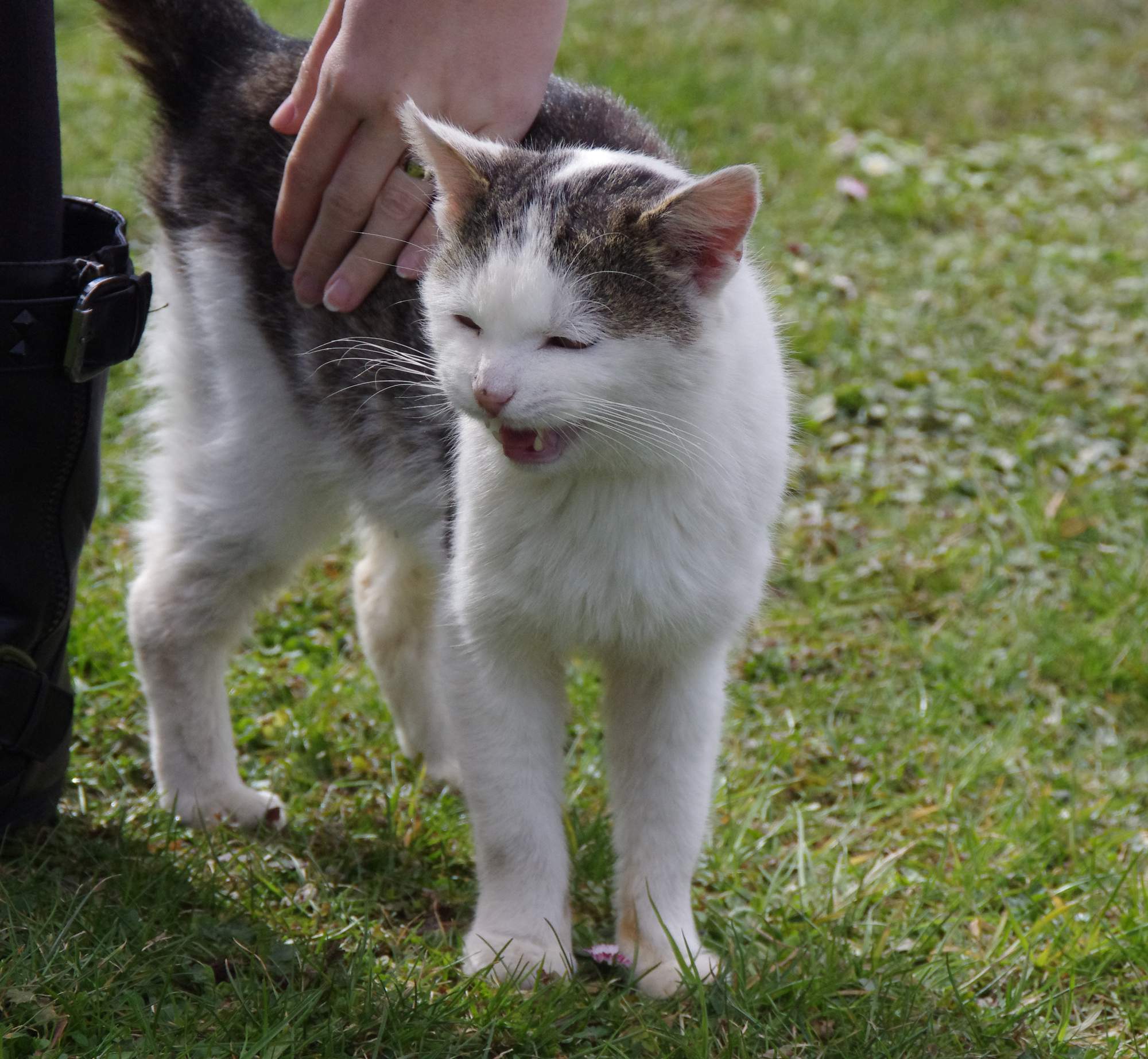 Známa komunikátorka so zvieratami z Južnej Afriky príde do ČR