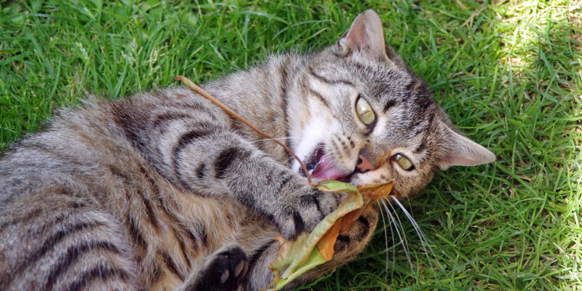 Horúčava netrápi len nás, ale aj psy a mačky