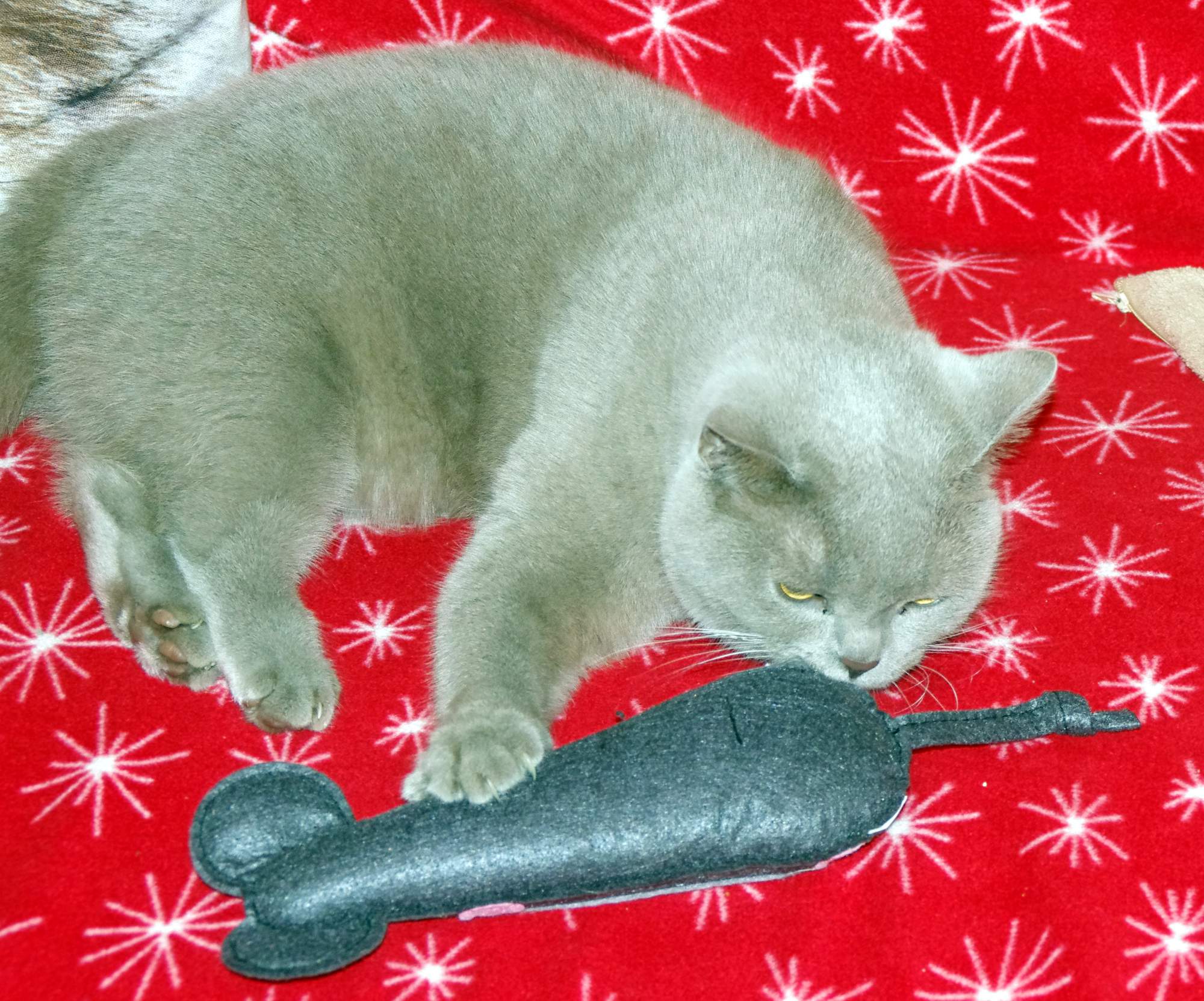 Balíme batožina pre psa a mačku