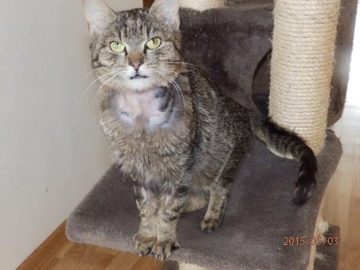 Podporte mačacie útulok na Zlínsku