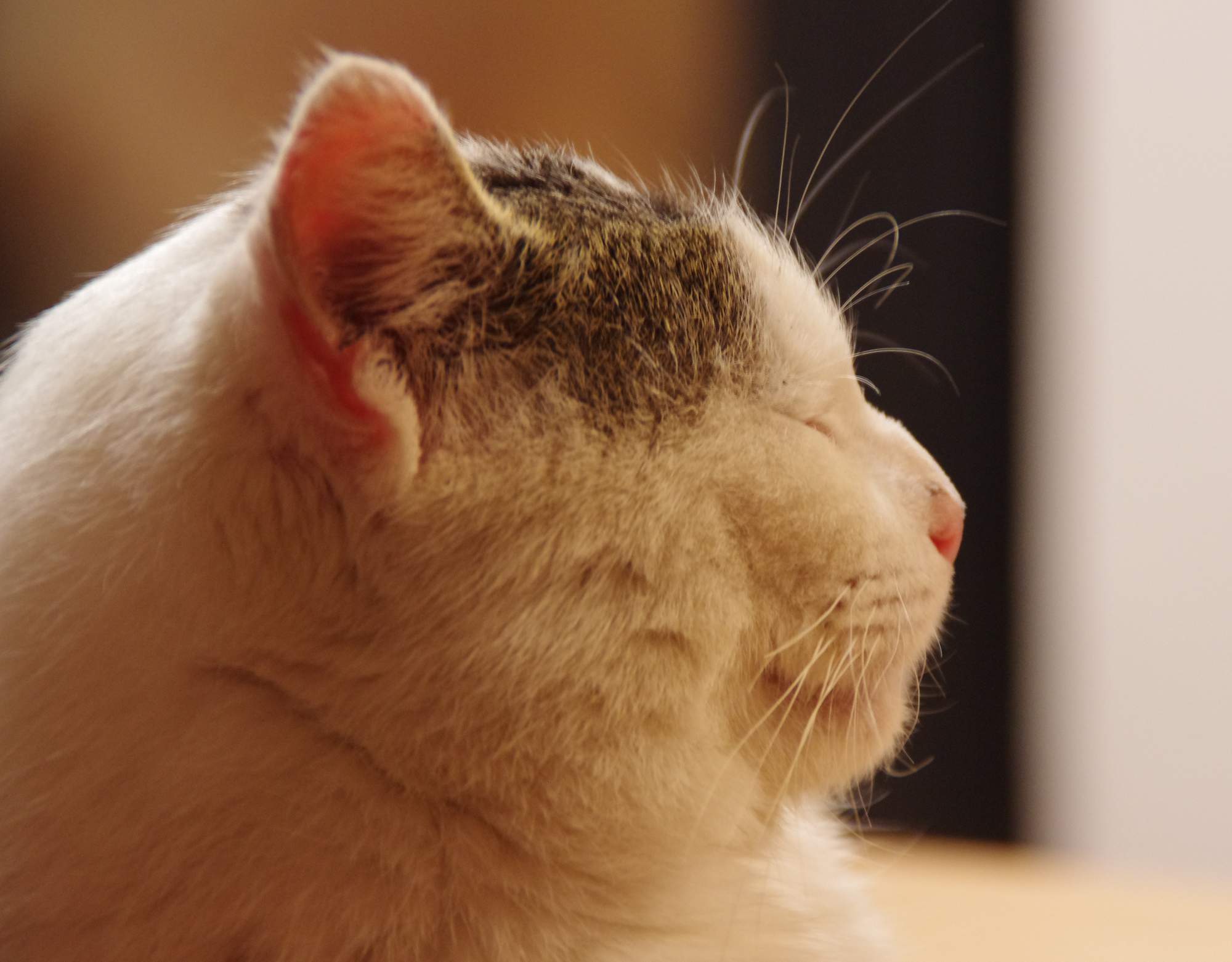 Deň otvorených dverí v útulku 15. augusta