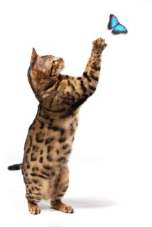 Nový kanál o domácich miláčikoch začne vysielať na jeseň