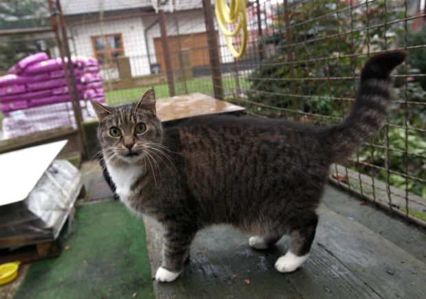 Pol roka plné misky 5000 psov a 3500 opustených mačiek