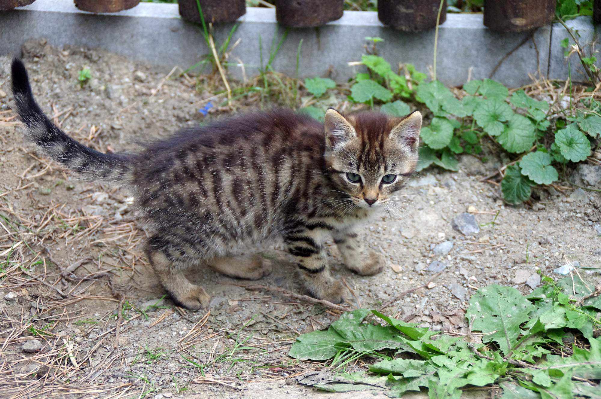 12 vecí, ktoré ste o mačkách možno nevedeli