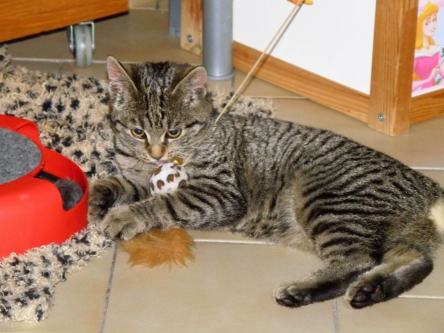 Kam cez víkend? Vybrať si mačičku!