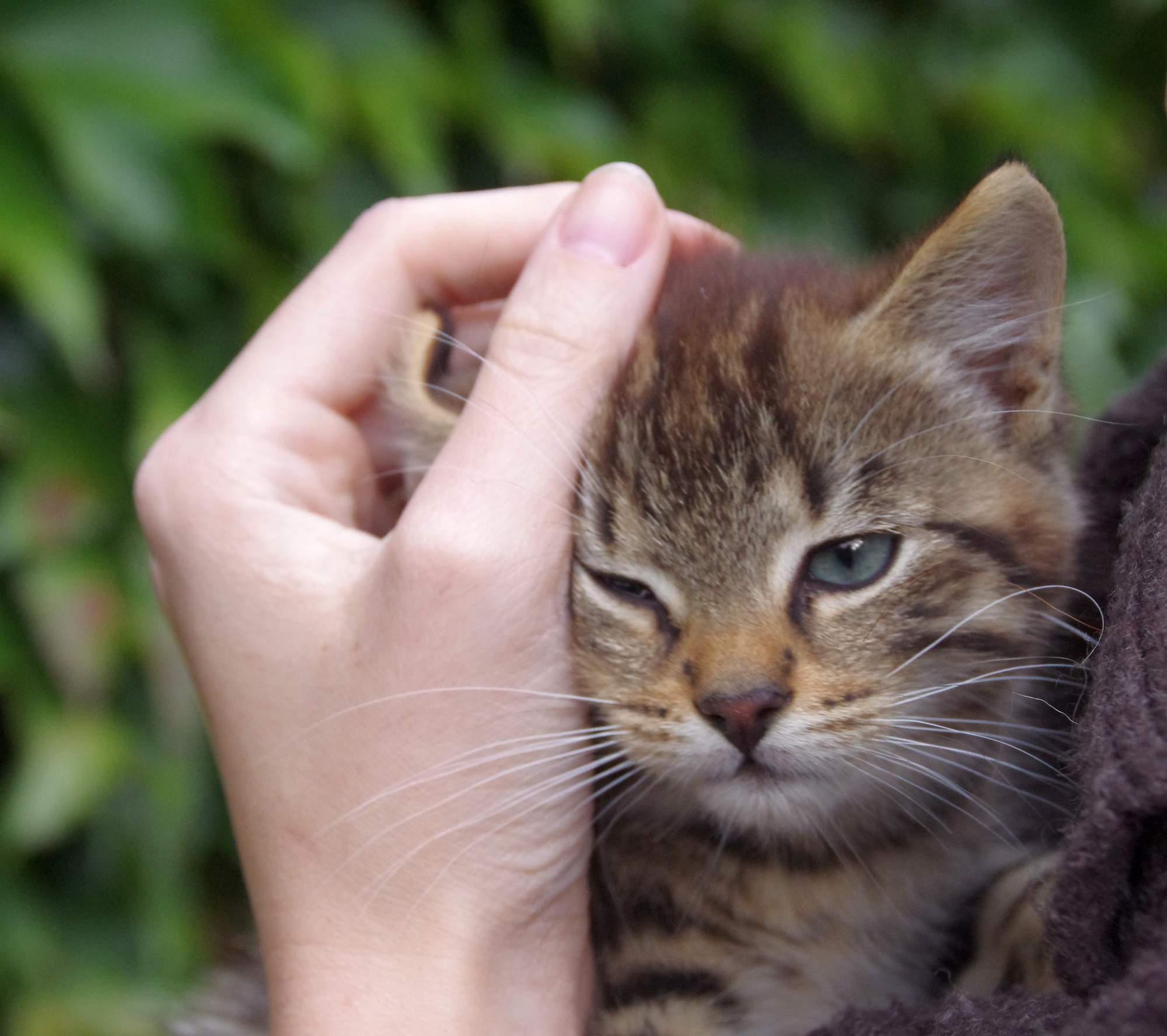 Ako mačku zbaviť stresu?