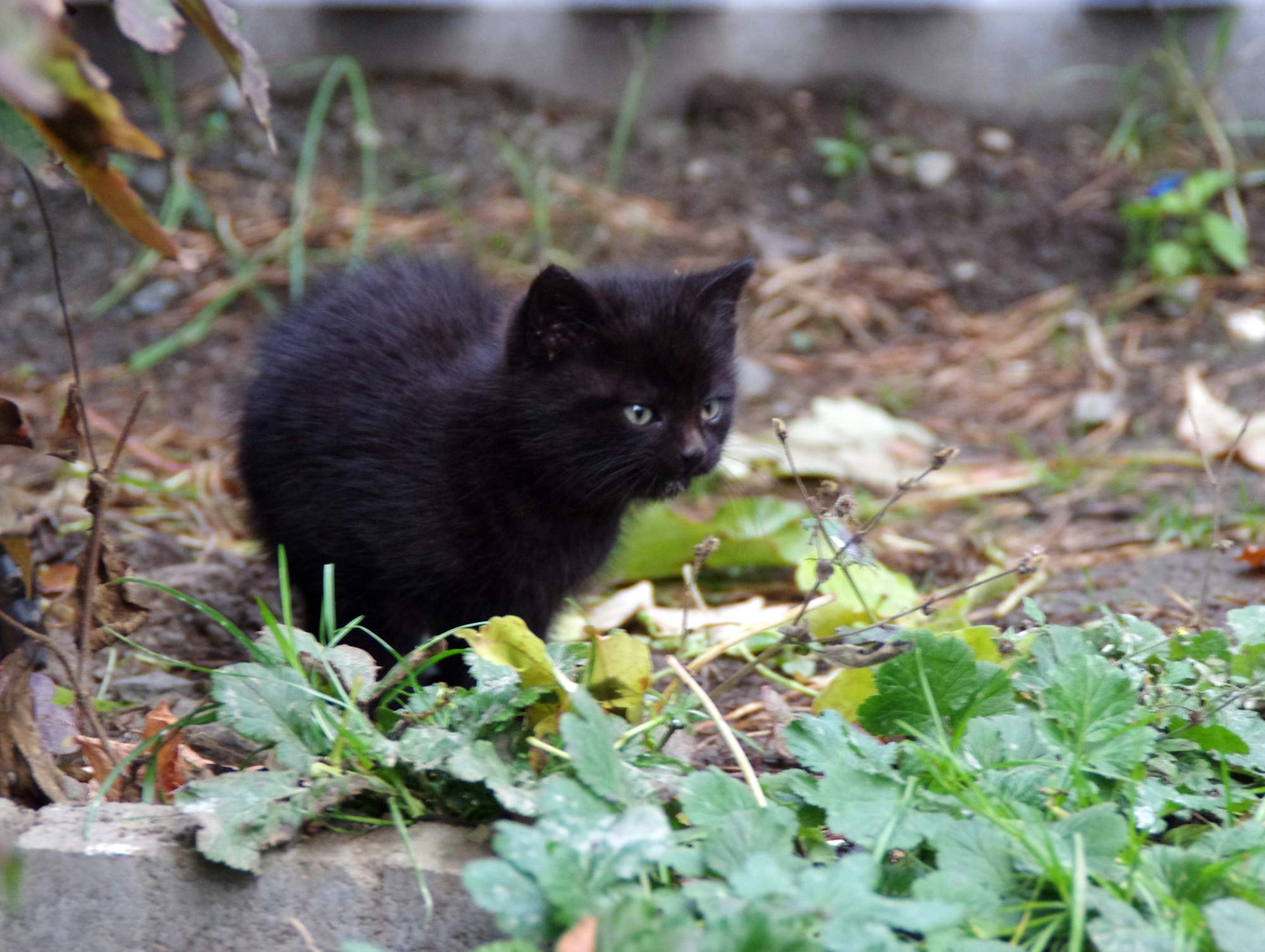 V septembri sa stratil rekordný počet domácich maznáčikov