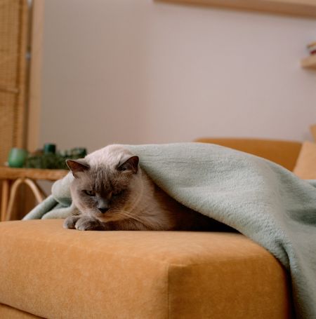 Kliešte sa na zimný spánok neukladajú