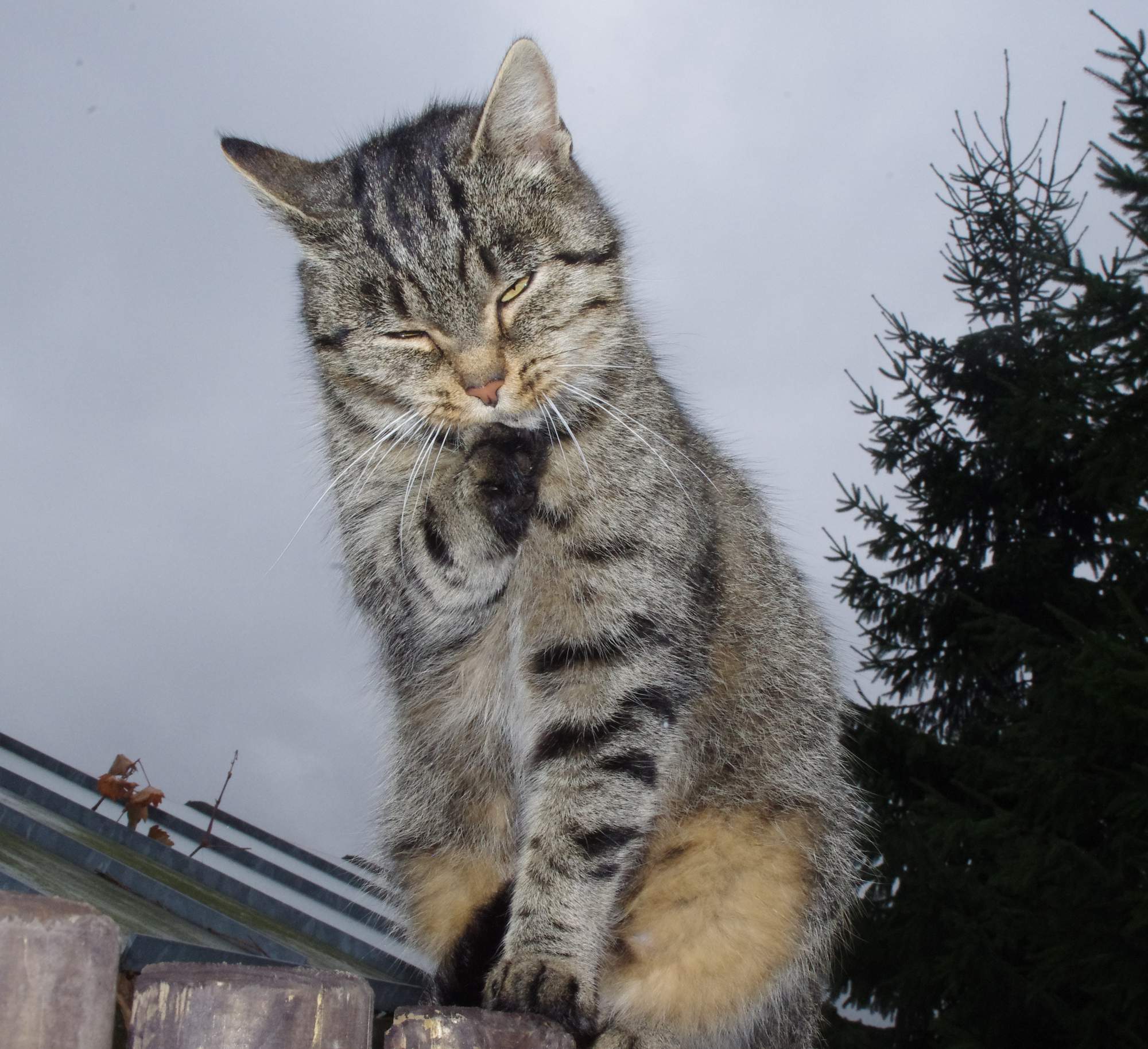 Šetrná liečba zápalov v tlame