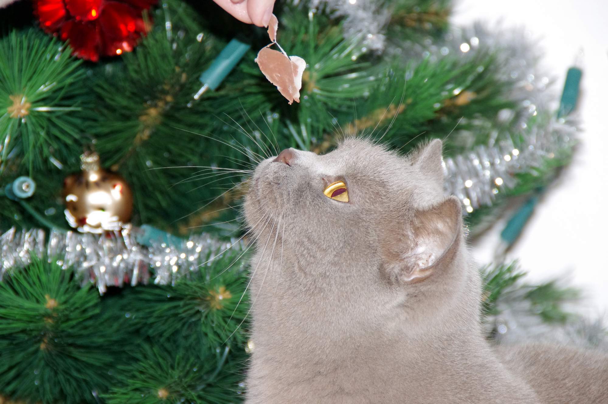 Tipy na vianočné darčeky pre mačky