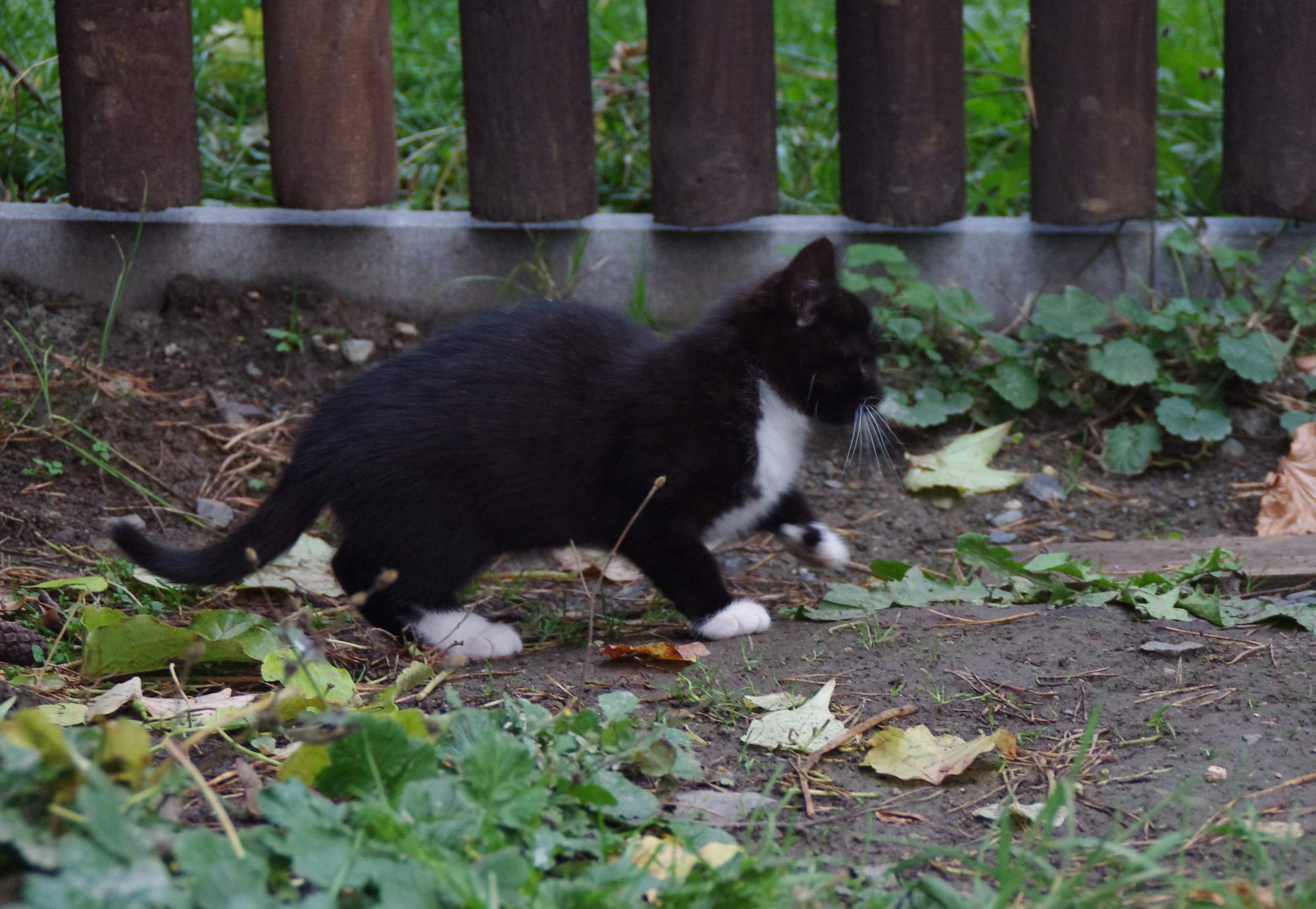 Mačacie urologický syndróm