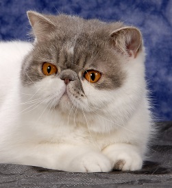 Pozvánka: Medzinárodná výstava mačiek Olomouc 2015