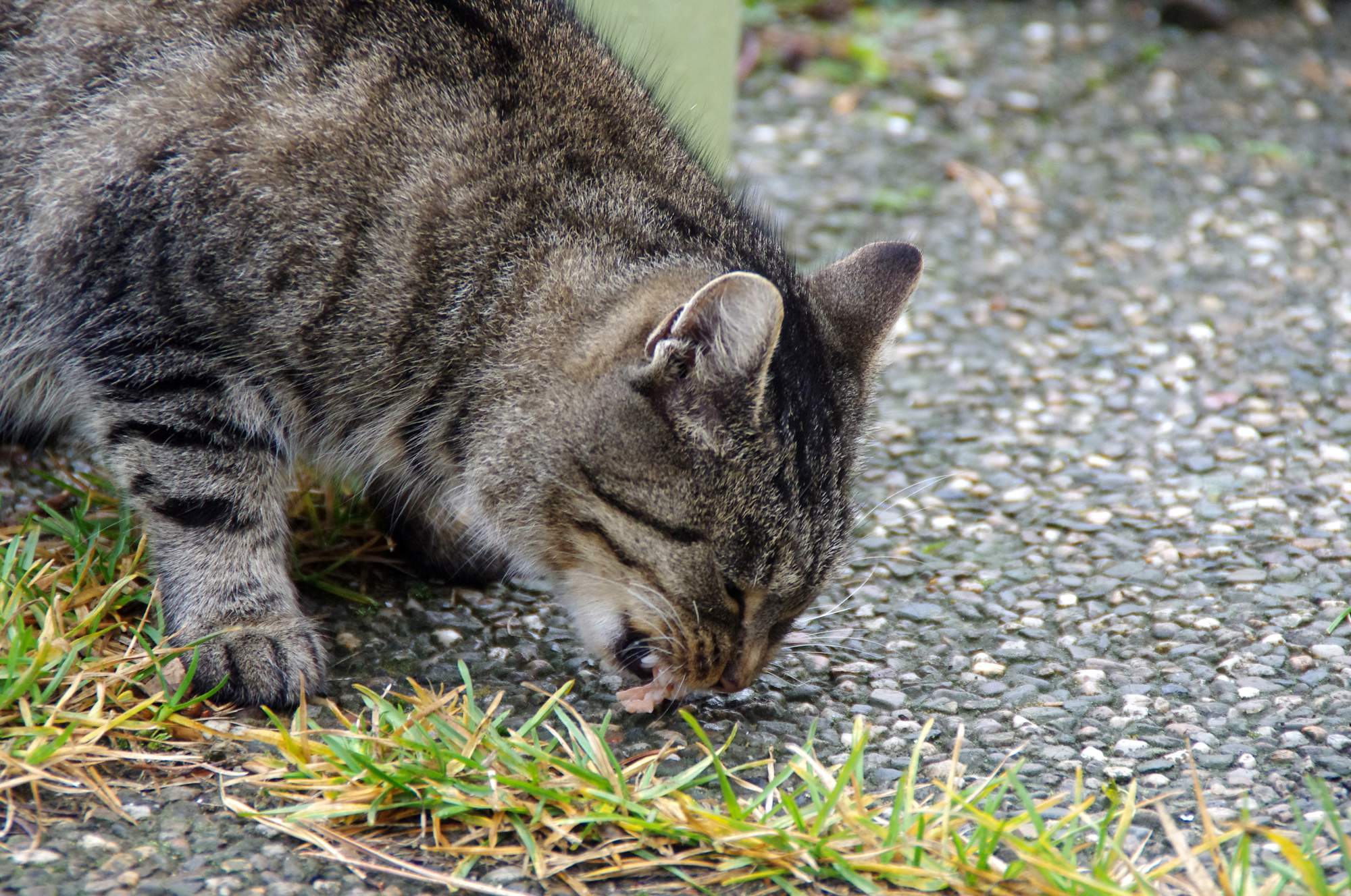 Do útulkov putuje nádielka 45 ton krmiva