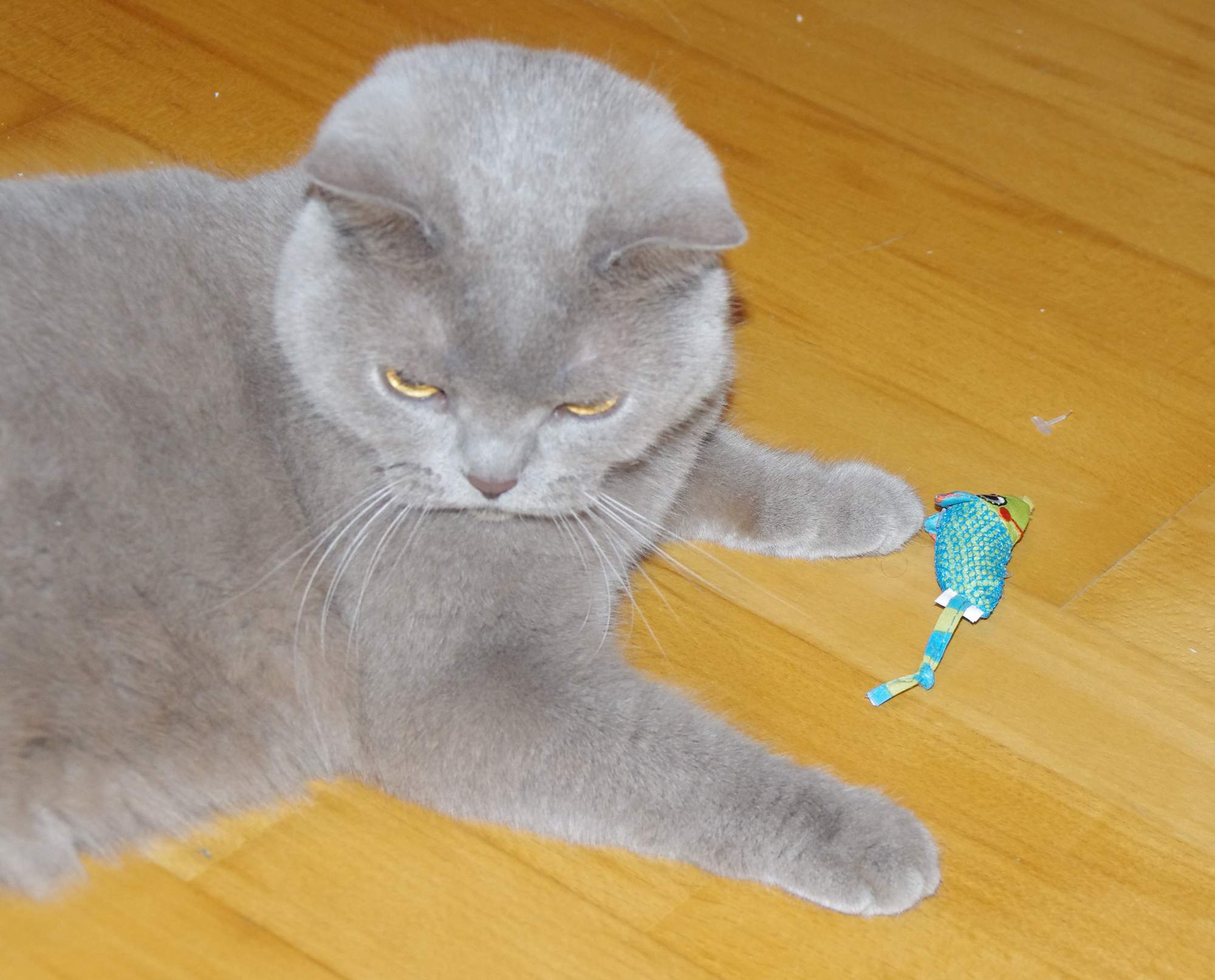 Strach z ohňostrojov a petárd