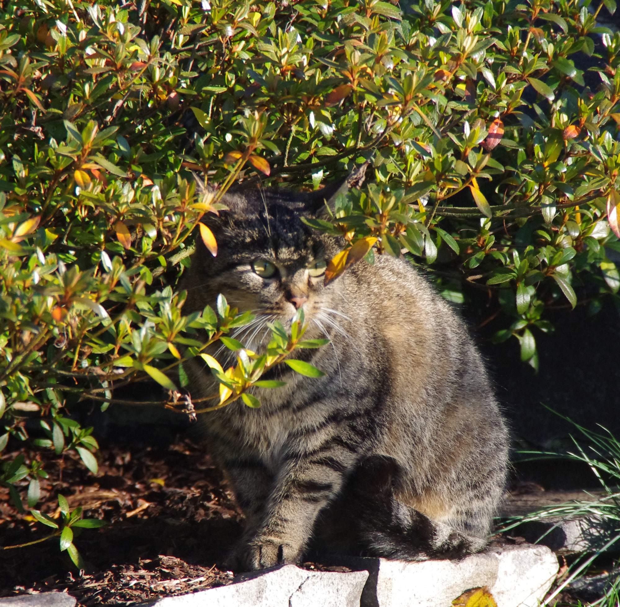 Tajný život mačiek