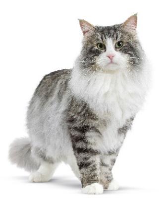 Pozor na stres u vašich zvierat