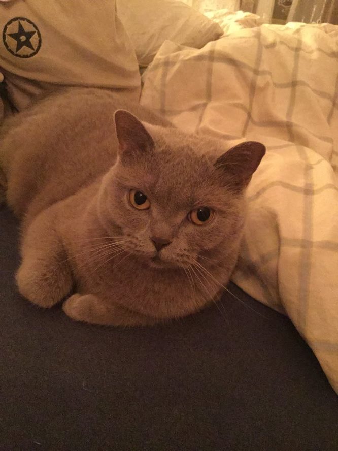 10 dôvodov, prečo je skvelé mať domáceho maznáčika