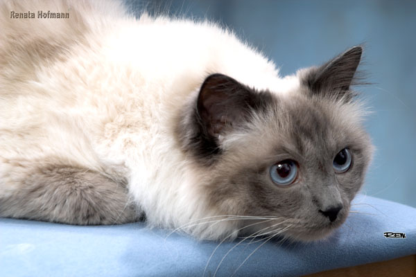 Ako spoznať dobrého chovateľa?