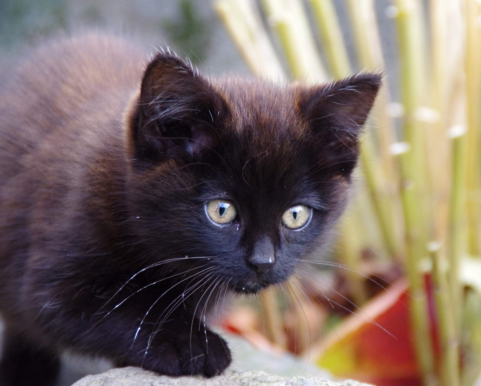 Fúziky nikdy nestrihať!