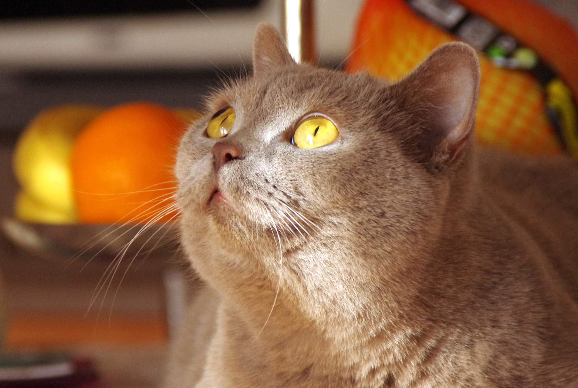 Pozvánka na veľtrh