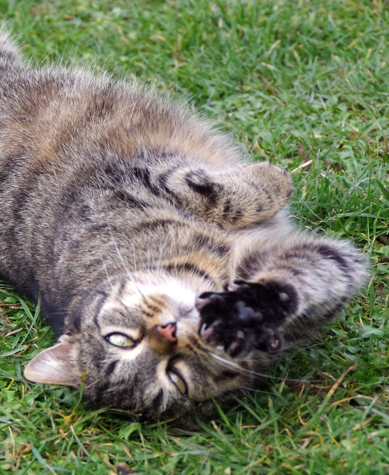 Kombinovať antiparazitiká?